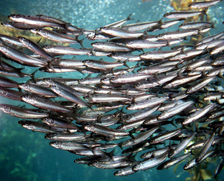 Illustration for article titled Healthy fishes that you must eat